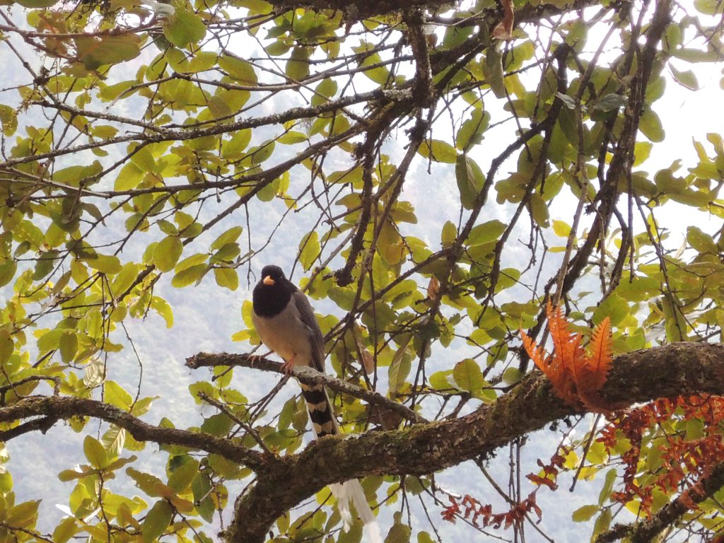 The Astrology School Pangrizampa